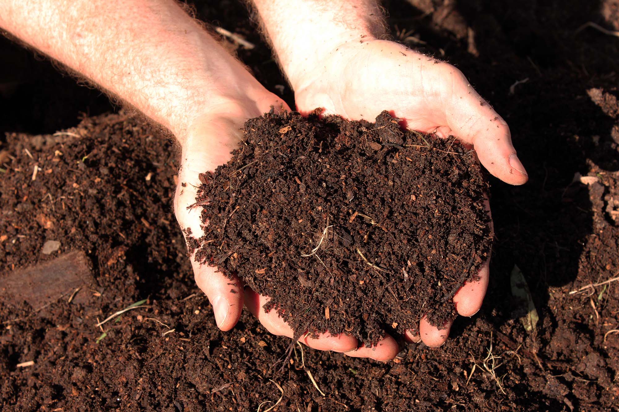 Human male hands holding horse manure compost