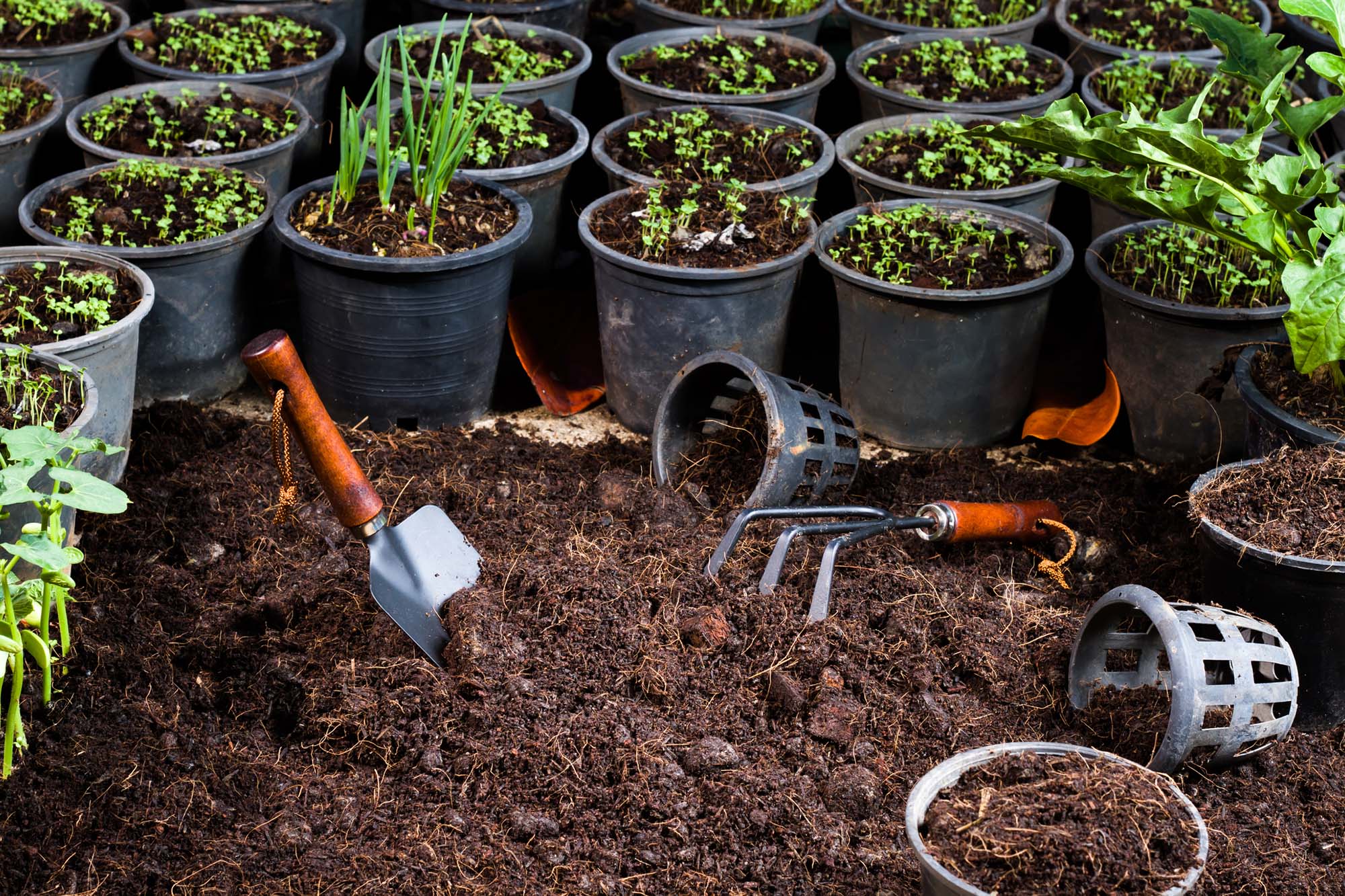 Backyard Vegetable Garden. Preparing soil for vegetable planting in pots. , Garden Tools, Shovel and rake