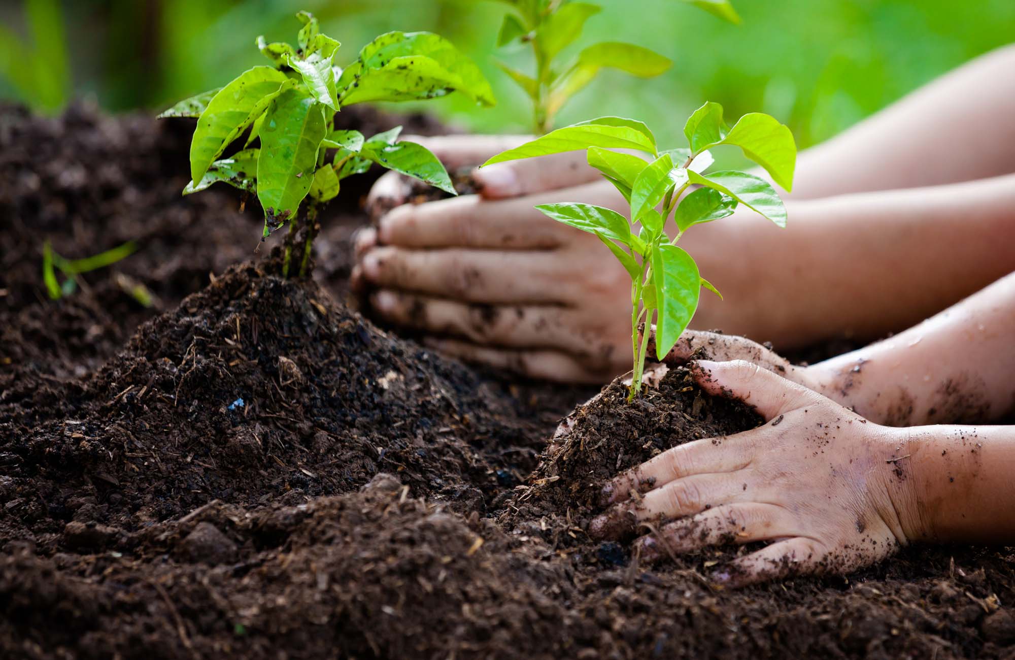 Child and parent hand planting young tree on black soil together as save world concept