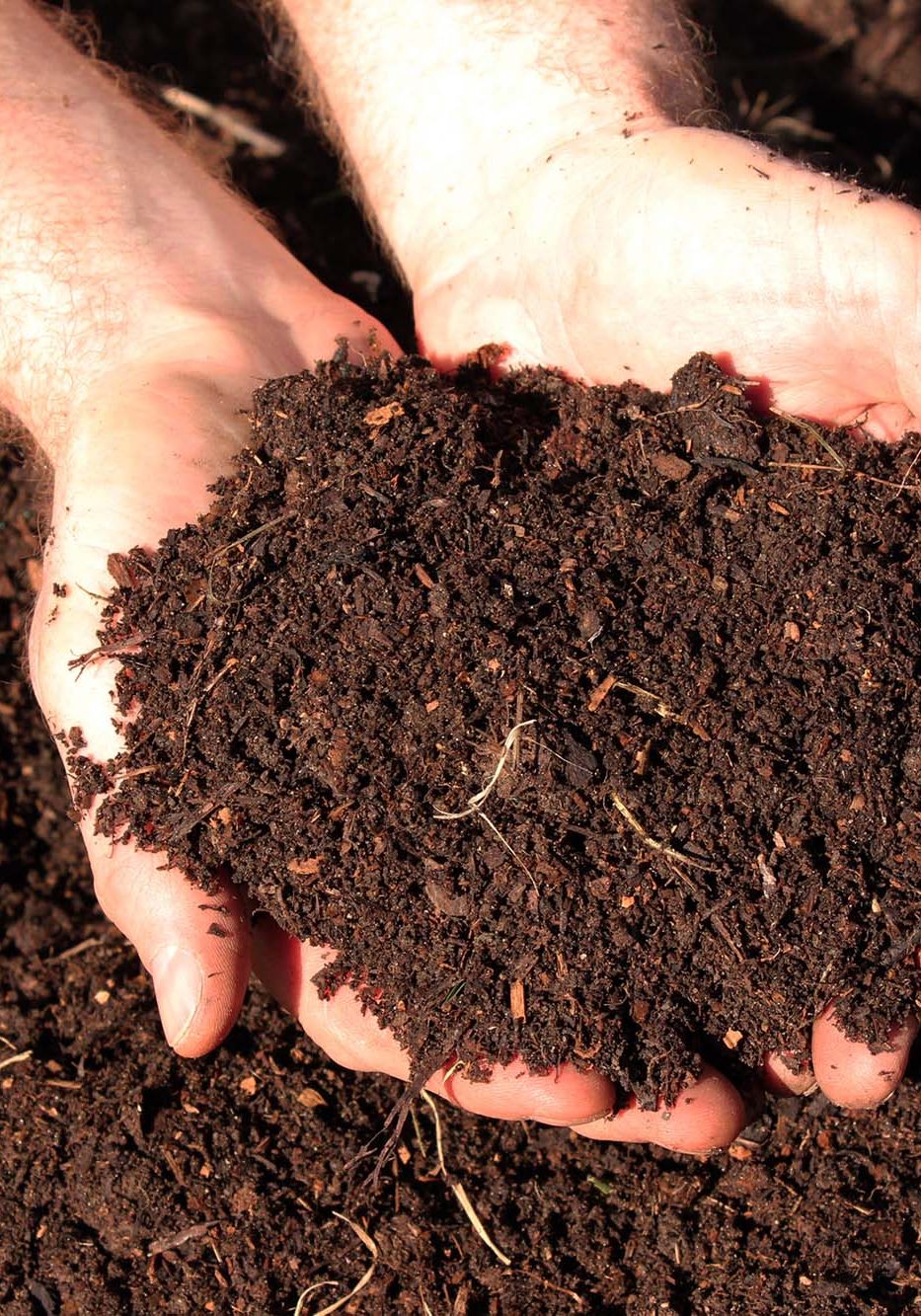 Human male hands holding horse manure compost